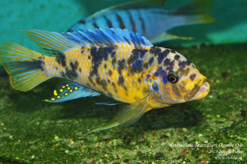 Maylandia fainzilberi 'Ikombe'